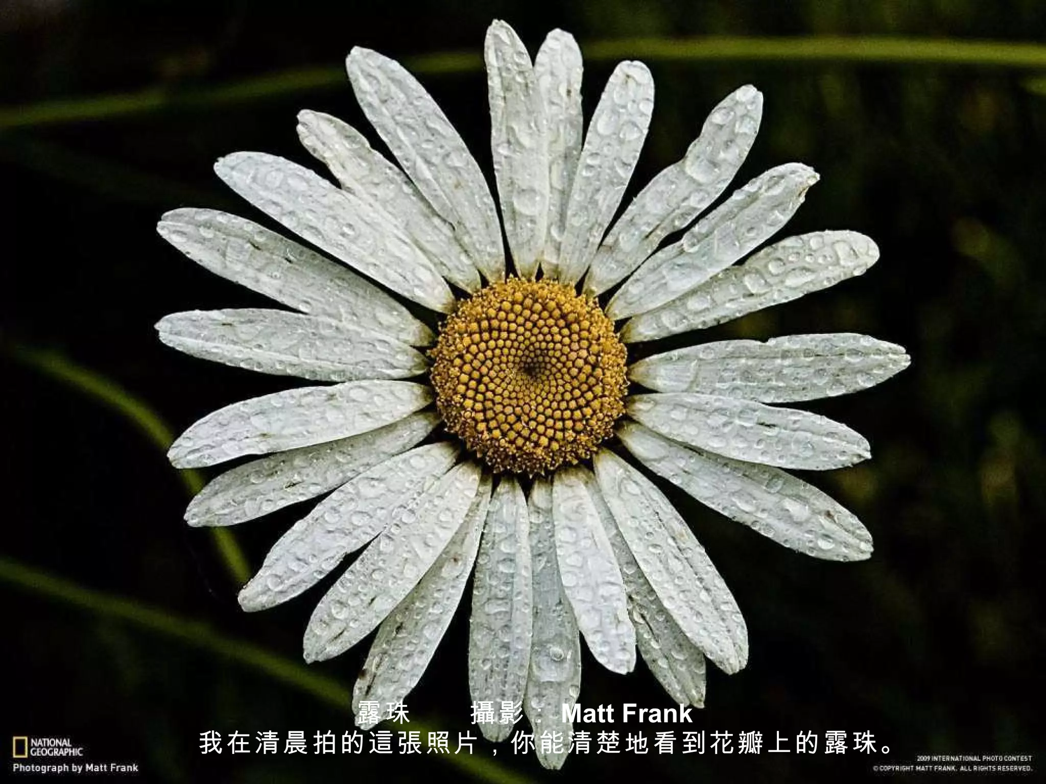 露珠　　 攝 影： Matt Frank 　　我在清晨拍的 這張 照片，你能清楚地看到花瓣上的露珠。 