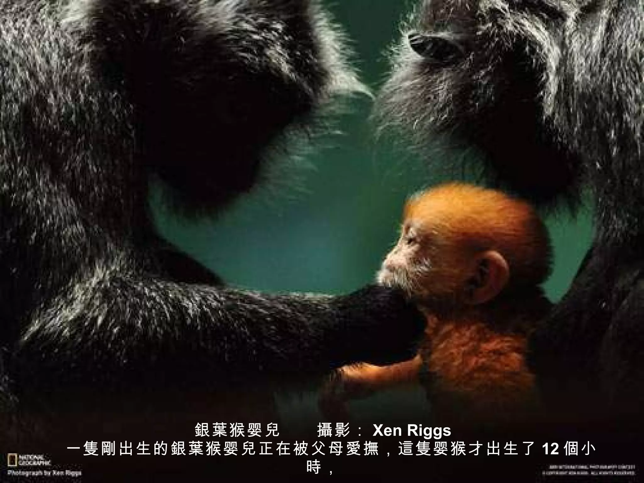 銀葉 猴婴 兒 　　 攝 影： Xen Riggs 　一 隻剛 出生的 銀葉 猴婴 兒 正在被父母 愛撫 ， 這隻 婴猴才出生了 12 個 小 時 ， 