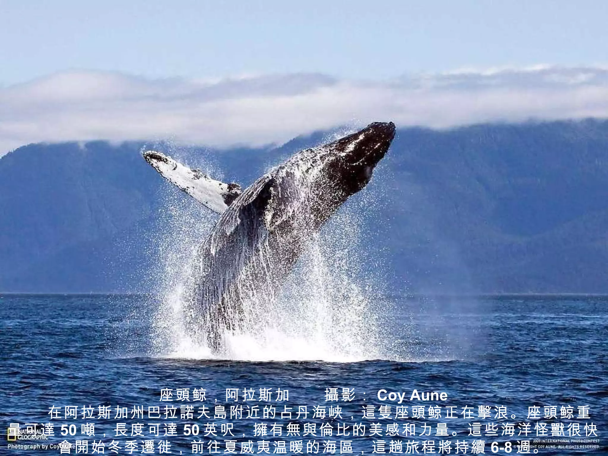 座 頭 鲸，阿拉斯加　　 攝 影： Coy Aune 　　在阿拉斯加州巴拉 諾 夫 島 附近的占丹海峡， 這隻 座 頭 鲸正在 擊 浪。座 頭 鲸重量可 達 50 噸 ， 長 度可 達 50 英 呎 ， 擁 有 無與倫比 的美感和力量。 這 些海洋怪 獸 很快 會開 始冬季 遷 徙，前往夏威夷温暖的海 區 ， 這 趟旅程 將 持 續 6-8 週 。 