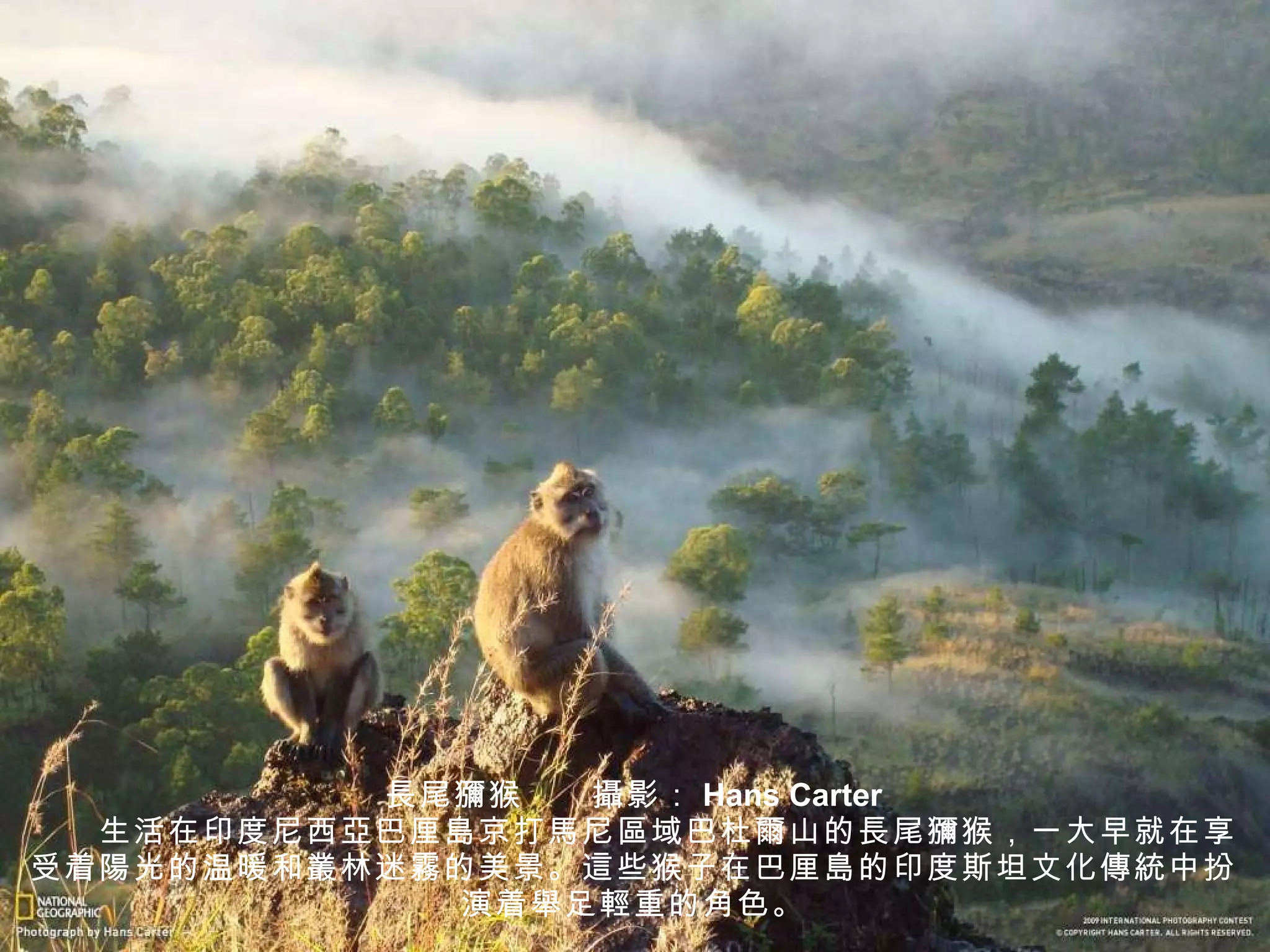 長 尾 獼 猴　　 攝 影： Hans Carter 　　生活在印度尼西 亞 巴厘 島 京打 馬 尼 區 域巴杜 爾 山的 長 尾 獼 猴，一大早就在享受着 陽 光的温暖和 叢 林迷 霧 的美景。 這 些猴子在巴厘 島 的印度斯坦文化 傳統 中扮演着 舉足輕重 的角色。 