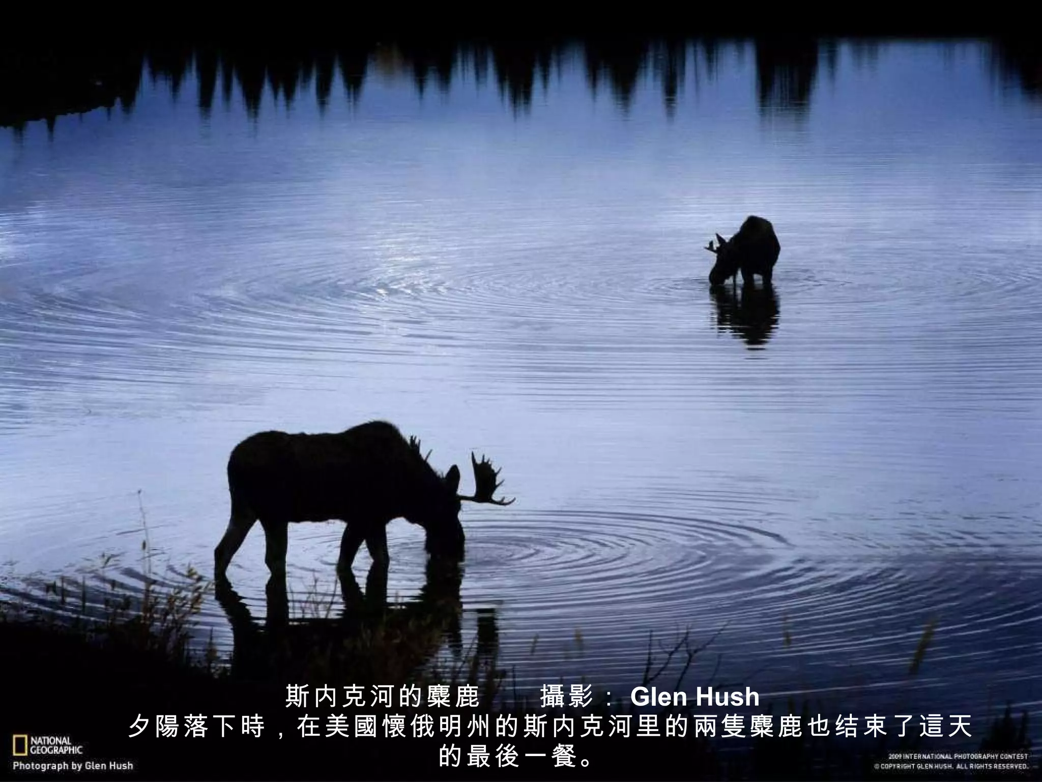 斯内克河的麋鹿　　 攝 影： Glen Hush 　　夕 陽 落下 時 ，在美 國懷 俄明州的斯内克河里的 兩隻 麋鹿也结束了 這 天的最 後 一餐。 