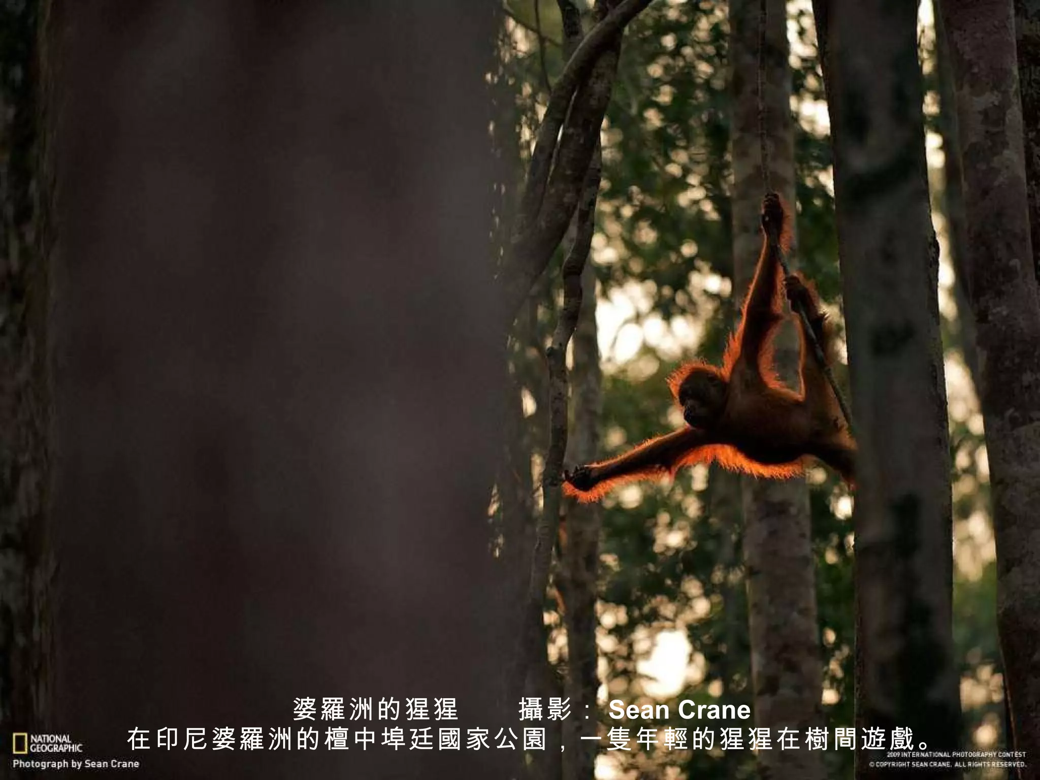 婆 羅 洲的猩猩　　 攝 影： Sean Crane 　在印尼婆 羅 洲的檀中埠廷 國 家公 園 ，一 隻 年 輕 的猩猩在 樹間遊戲 。 