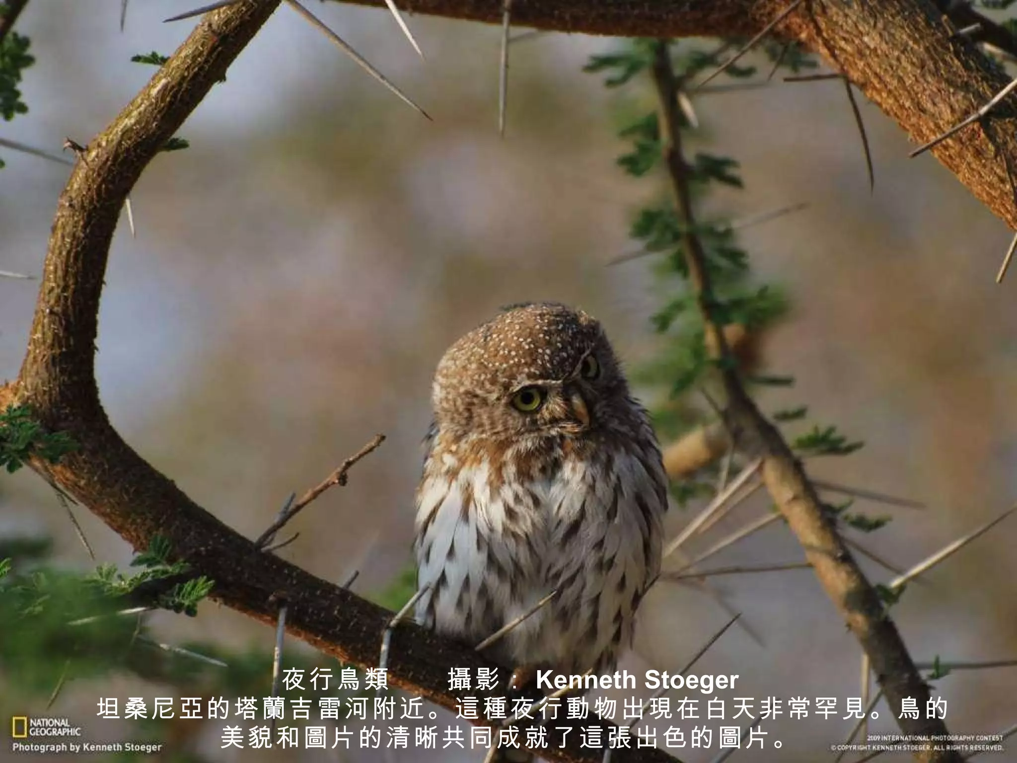 夜行 鳥類 　　 攝 影： Kenneth Stoeger 　坦桑尼 亞 的塔 蘭 吉雷河附近。 這種 夜行 動 物出 現 在白天非常罕 見 。 鳥 的美貌和 圖 片的清晰共同成就了 這張 出色的 圖 片。 
