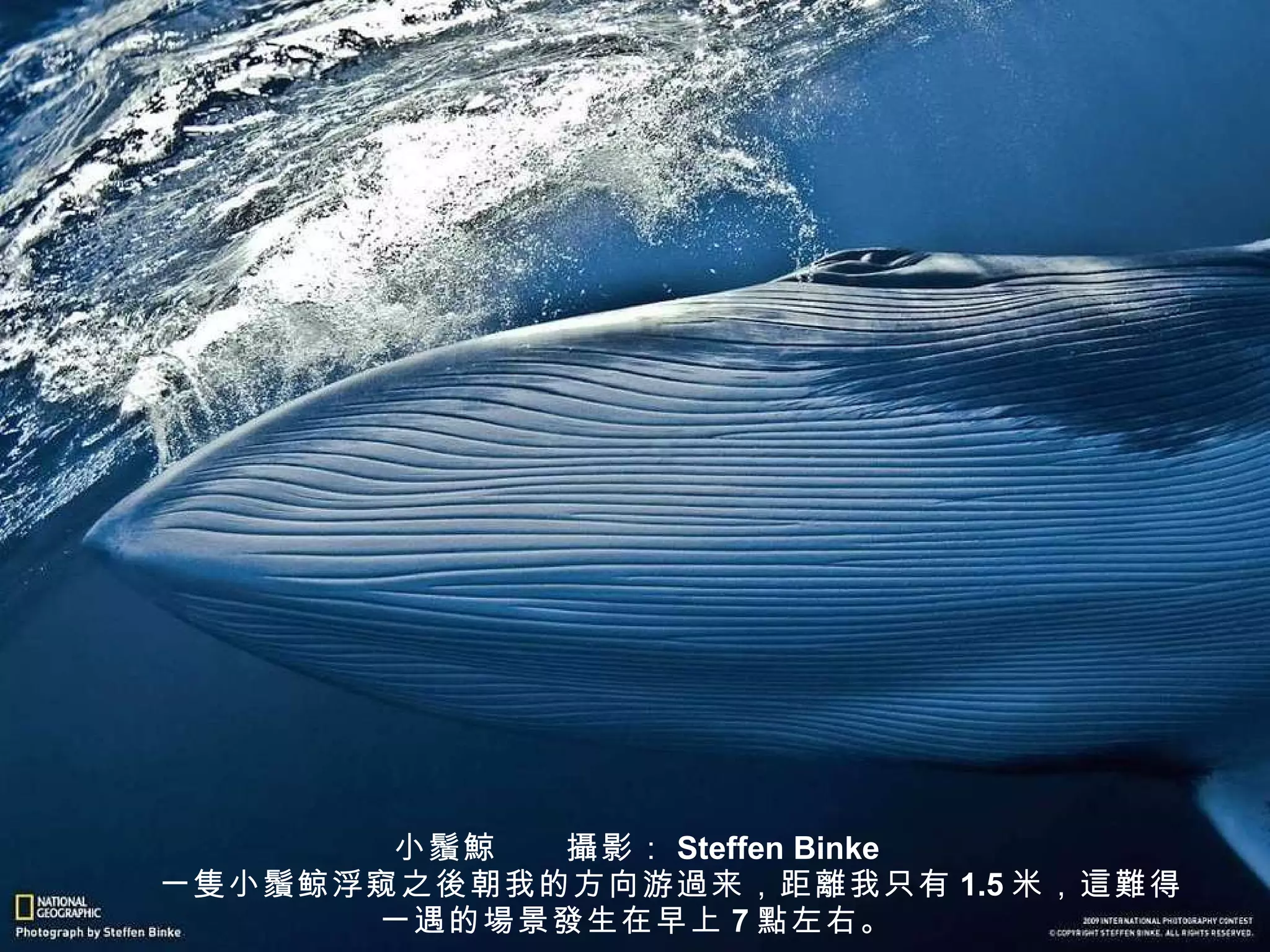 小 鬚鯨 　　 攝 影： Steffen Binke 　　一 隻 小 鬚 鲸浮窥之 後 朝我的方向游 過 来，距 離 我只有 1.5 米， 這難 得一遇的 場 景 發 生在早上 7 點 左右。 