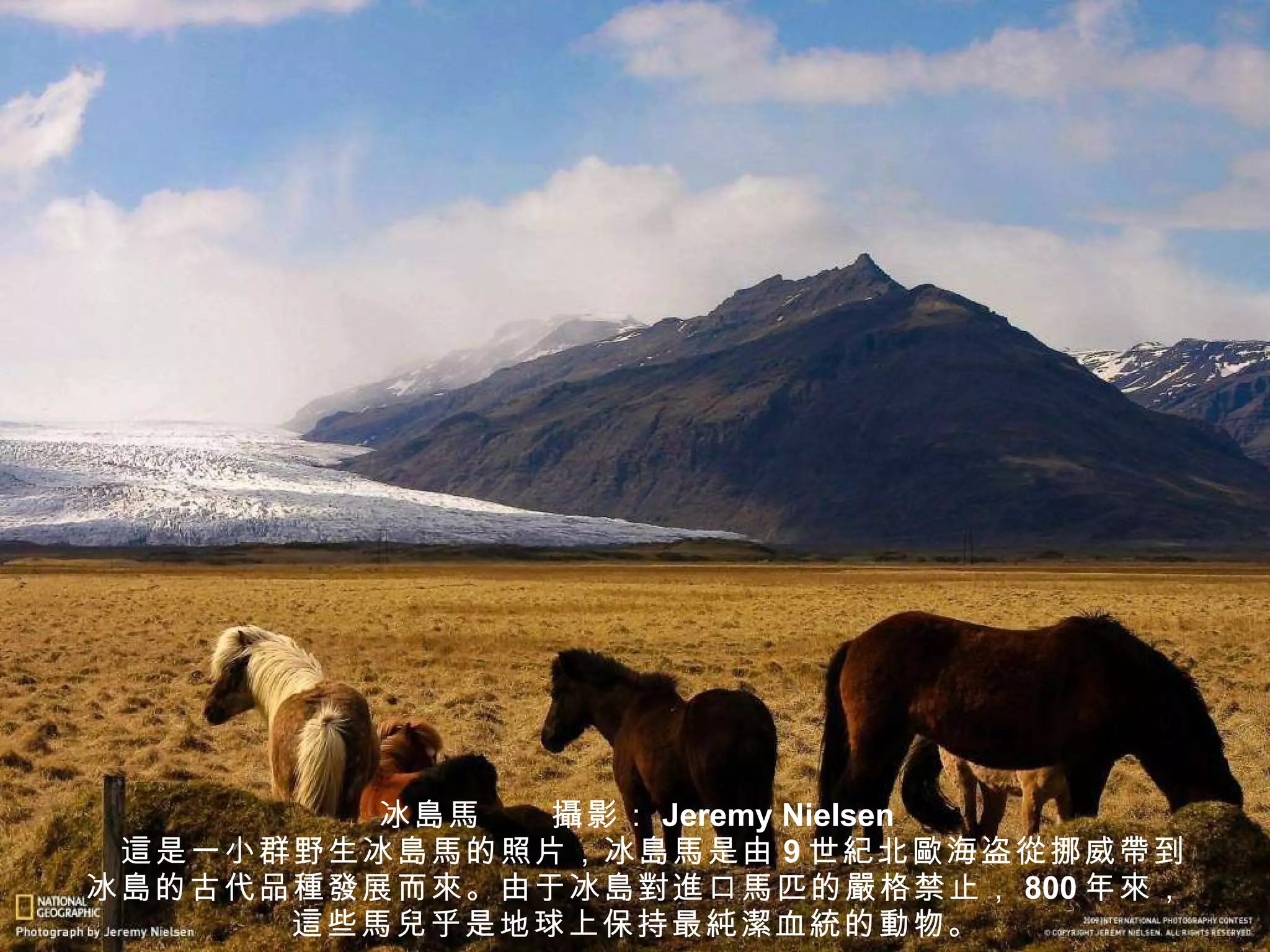 冰 島馬 　　 攝 影： Jeremy Nielsen 　 這 是一小群野生冰 島馬 的照片，冰 島馬 是由 9 世 紀 北 歐 海盗 從 挪威 帶 到冰 島 的古代品 種發 展而 來 。由于冰 島對進 口 馬 匹的 嚴 格禁止， 800 年 來 ， 這 些 馬兒 乎是地球上保持最 純潔 血 統 的 動 物。 