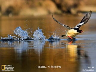 一展雄風 - 中華秋沙鴨
 