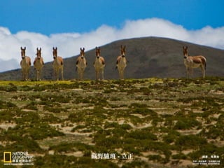 藏野驢班 - 立正
 