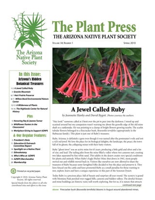 The Plant PressTHE ARIZONA NATIVE PLANT SOCIETY
VOLUME 34, NUMBER 1 SPRING 2010
continued next page
Printed on recycled paper.
“Hey look!” someone called as I bent over the pit to peer into the darkness. I stood up and
scanned around but my companion wasn’t warning me about the gravelly edge of the old mine
shaft or a rattlesnake. He was pointing to a clump of bright flowers growing nearby. The scarlet
tubular flowers belonged to a firecracker bush, Bouvardia ternifolia (appropriately in the
Rubiaceae family). This plant is just one of Ruby’s treasures.
Ruby, Arizona, is definitely a gem even though it was named after the postmaster’s wife and not
a rich red jewel. We love the place for its biological delights, the landscape, the peace, the town
full of its ghosts, the collapsing mines with their batty visitors.
Ruby “ghost town” was an active mine for 63 years, producing a little gold and silver and a lot
of zinc and lead. The tailing piles from the mine filled a valley where two canyons met, creating
two lakes separated by fine white sand. This oddity in the desert creates very special conditions
for plants and animals. When Ruby’s Eagle Pitcher Mine shut down in 1941, most people
moved out and wildlife moved back in. Visitors like ourselves are now allowed to share the
treasures of Ruby because some farsighted folks decided to buy the place and preserve it. They
have fenced out the cattle and have promoted Ruby as a small paradise for those wanting to
rest, explore, learn and have a unique experience in this part of the Sonoran Desert.
Today Ruby is a precious place, full of beauty and surprises all year round. The scenery is grand
with Montana Peak perched over rugged hills, canyons and hidden valleys. The derelict houses
and mine buildings are historic ruins well worth exploring. But for us, it is nature that attracts
In this Issue:
Arizona's Hidden
Botanical Treasures
1-3 A Jewel Called Ruby
4 Granite Mountain
6-7 Hart Prairie Preserve
8-11 Willow Bend Environmental Nature
Center
12-13 A Wilderness of Plants
15-16 The Highlands Center for Natural
History
Plus
5 Honoring Ray & Jeanne Turner
14 Wildflower Posters in the
Classrooms!
18 Workplace Giving to Support AZNPS
& Our Regular Features:
2 President’s Note
11 Education & Outreach
Committee Report
14 Spotlight on a Native Plant
17 Ethnobotany
18 Who’s Who at AZNPS
19 AZNPS Merchandise
20 Membership
Copyright © 2010. Arizona Native Plant
Society. All rights reserved.
Special thanks from the editors to all who
contributed time and efforts to this issue.
above Firecracker bush (Bouvardia ternifolia) blooms in August around abandoned mines.
A Jewel Called Ruby
by Jeannette Hanby and David Bygott. Photos courtesy the authors.
 