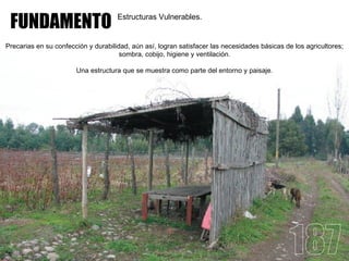 FUNDAMENTO                          Estructuras Vulnerables.


Precarias en su confección y durabilidad, aún así, logran satisfacer las necesidades básicas de los agricultores;
                                      sombra, cobijo, higiene y ventilación.

                       Una estructura que se muestra como parte del entorno y paisaje.
 