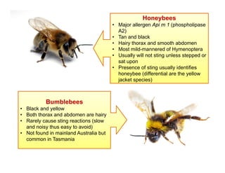 Honeybees
• Major allergen Api m 1 (phospholipase
A2)
A2)
• Tan and black
• Hairy thorax and smooth abdomen
• Most mild-ma...