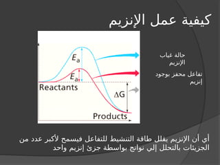‫بوجود‬ ‫محفز‬ ‫تفاعل‬
‫إنزيم‬
‫غياب‬ ‫حالة‬
‫اإلنزيم‬
‫اإلنزيم‬ ‫عمل‬ ‫كيفية‬
‫من‬ ‫عدد‬ ‫ألكبر‬ ‫فيسمح‬ ‫للتفاعل‬ ‫التنشيط‬ ‫طاقة‬ ‫يقلل‬ ‫اإلنزيم‬ ‫أن‬ ‫أي‬
‫واحد‬ ‫إنزيم‬ ‫جزئ‬ ‫بواسطة‬ ‫نواتج‬ ‫إلي‬ ‫بالتحلل‬ ‫الجزيئات‬
 