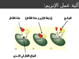 :‫اإلنزيم‬ ‫عمل‬ ‫آلية‬
 