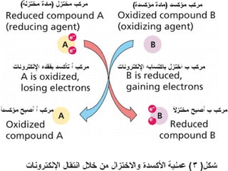 عرض الإنزيمات للمحاضرة  مهم جدتت2010.ppt