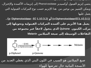 ‫أوكسيديز‬ ‫الفينول‬ ‫إنزيم‬ ‫ينتمي‬
Phenol-oxidase
،‫واإلختزال‬ ‫األكسدة‬ ‫إنزيمات‬ ‫إلى‬
‫التي‬ ‫الفينولية‬ ‫المركبات‬ ‫نوع‬ ‫حسب‬ ‫اإلنزيم‬ ‫هذا‬ ‫من‬ ‫نوعين‬ ‫بين‬ ‫التمييز‬ ‫ويمكن‬
‫عليها‬ ‫يعمل‬
(
o-Diphenoloxidase:EC1.10.3.1
)
‫أو‬
(
p- Diphenoloxidase : EC 1.10.3.2
)
.
‫إلى‬ ‫وتحويلها‬ ‫الفينولية‬ ‫المركبات‬ ‫أكسدة‬ ‫على‬ ‫األنزيم‬ ‫هذا‬ ‫يعمل‬
‫الكينون‬ ‫مركب‬
Quinone
‫من‬ ‫مجموعة‬ ‫عبر‬ ً‫الحقا‬ ‫يتحول‬ ‫الذي‬
‫الميالنين‬ ‫صبغة‬ ‫إلى‬ ‫الوسيطة‬ ‫التفاعالت‬
Melanin
‫من‬ ‫العديد‬ ‫يغطي‬ ‫الذي‬ ‫البني‬ ‫اللون‬ ‫في‬ ‫السبب‬ ‫هو‬ ‫الميالنين‬ ‫صبغ‬
‫للهواء‬ ‫تعرضها‬ ‫حال‬ ‫النباتية‬ ‫األنسجة‬
 