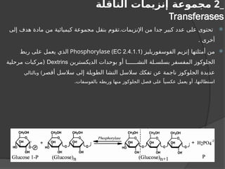 _
2
‫الناقلة‬ ‫إنزيمات‬ ‫مجموعة‬
Transferases

‫إلى‬ ‫هدف‬ ‫مادة‬ ‫من‬ ‫كيميائية‬ ‫مجموعة‬ ‫بنقل‬ ‫تقوم‬.‫اإلنزيمات‬ ‫من‬ ‫جدا‬ ‫كبير‬ ‫عدد‬ ‫على‬ ‫تحتوى‬
. ‫أخرى‬

‫الفوسفوريليز‬ ‫إنزيم‬ ‫أمثلتها‬ ‫من‬
(
EC 2.4.1.1
)
Phosphorylase
‫ربط‬ ‫على‬ ‫يعمل‬ ‫الذي‬
‫الديكسترين‬ ‫بوحدات‬ ‫أو‬ ‫النشــــــا‬ ‫بسلسـلة‬ ‫المفسفر‬ ‫الجلوكوز‬
Dextrins
‫مرحلية‬ ‫(مركبات‬
‫أقصر‬ ‫سالسل‬ ‫إلى‬ ‫الطويلة‬ ‫النشا‬ ‫سالسل‬ ‫تفكك‬ ‫عن‬ ‫ناجمة‬ ‫الجلوكوز‬ ‫عديدة‬
‫وبالتالي‬ )
.‫بالفوسفات‬ ‫وربطه‬ ‫منها‬ ‫الجلوكوز‬ ‫فصل‬ ‫على‬ ً‫عكسيا‬ ‫يعمل‬ ‫أو‬ ،‫استطالتها‬
 