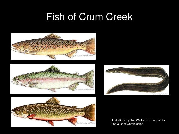 Streamside Management for Upper Crum Creek, Pennsylvanaia