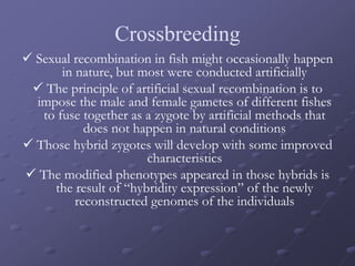 Crossbreeding
 Sexual recombination in fish might occasionally happen
in nature, but most were conducted artificially
 The principle of artificial sexual recombination is to
impose the male and female gametes of different fishes
to fuse together as a zygote by artificial methods that
does not happen in natural conditions
 Those hybrid zygotes will develop with some improved
characteristics
 The modified phenotypes appeared in those hybrids is
the result of “hybridity expression” of the newly
reconstructed genomes of the individuals
 