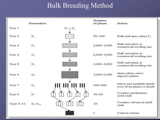 Bulk Breeding Method
 