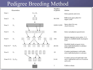 Pedigree Breeding Method
 