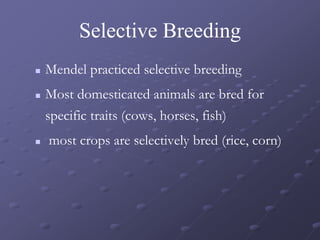Selective Breeding
 Mendel practiced selective breeding
 Most domesticated animals are bred for
specific traits (cows, horses, fish)
 most crops are selectively bred (rice, corn)
 