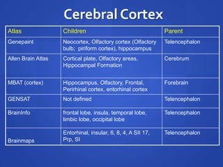 Cerebral Cortex
Atlas Children Parent
Genepaint Neocortex, Olfactory cortex (Olfactory
bulb; piriform cortex), hippocampus
Telencephalon
Allen Brain Atlas Cortical plate, Olfactory areas,
Hippocampal Formation
Cerebrum
MBAT (cortex) Hippocampus, Olfactory, Frontal,
Perirhinal cortex, entorhinal cortex
Forebrain
GENSAT Not defined Telencephalon
BrainInfo frontal lobe, insula, temporal lobe,
limbic lobe, occipital lobe
Telencephalon
Brainmaps
Entorhinal, insular, 6, 8, 4, A SII 17,
Prp, SI
Telencephalon
 