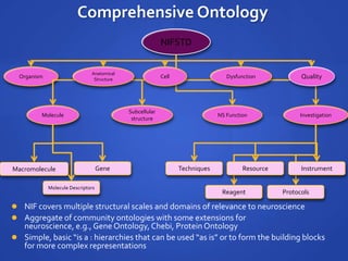 Comprehensive Ontology
 NIF covers multiple structural scales and domains of relevance to neuroscience
 Aggregate of community ontologies with some extensions for
neuroscience, e.g., Gene Ontology, Chebi, Protein Ontology
 Simple, basic “is a : hierarchies that can be used “as is” or to form the building blocks
for more complex representations
NIFSTD
Organism
NS FunctionMolecule Investigation
Subcellular
structure
Macromolecule Gene
Molecule Descriptors
Techniques
Reagent Protocols
Cell
Resource Instrument
Dysfunction Quality
Anatomical
Structure
 