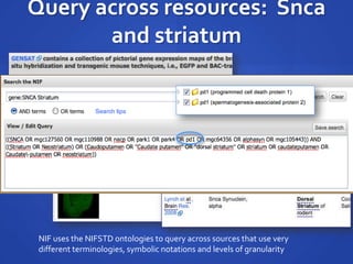 Query across resources: Snca
and striatum
NIF uses the NIFSTD ontologies to query across sources that use very
different terminologies, symbolic notations and levels of granularity
 