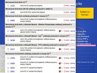  Midfrontal cortex tissue samples from neurologically unimpaired subjects (n9)
and from subjects with AD (n11) were obtained from the Rapid Autopsy
Program
 Immunoblot analysis and antibodies
 The following antibodies were used for immunoblotting:-actinmAb (1:10,000
dilution, Sigma-Aldrich); -tubulinmAb (1:10,000,Abcam);T46 mAb (specific to tau 404–
441, 1:1000, Invitrogen);Tau-5 mAb (human tau 218–225, 1:1000, BD Biosciences) (Porzig et
al., 2007);AT8 mAb (phospho-tau Ser199, Ser202, andThr205, 1:500, Innogenetics); PHF-1
mAb (phospho-tau Ser396 and Ser404, 1:250, gift from P. Davies); 12E8 mAb(phospho-tau
Ser262 and Ser356, 1:1000, gift from P. Seubert); NMDA receptors 2A, 2B and 2D goat pAbs (C
terminus, 1:1000, Santa Cruz Biotechnology)…
Semantic annotation: Entity mapping by
human
Sato et al., J. Neurosci. 2008 Subject is
Human
Antibody #7
"12E8" is a Monoclonal antibody birnlex_2027
Antibody
reagent has target human PHF tau
Waiting for
Neurolex ID
Protein product of
Antibody
reagent has provider Peter Seubert
Antibody
reagent has catalog #
Antibody
reagent
has source
organism Mouse birnlex_167 NCBI Taxonomic ID: 10090
Antibody
reagent has id "12E8"
Provider has location
Elan Pharmaceuticals, South San
Francisco, CA
Provider has url
 