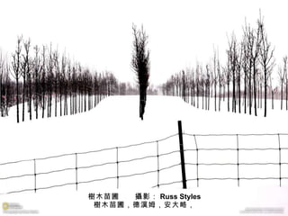 樹 木苗圃　　 攝 影： Russ Styles 樹 木苗圃，德 漢 姆，安大略， 