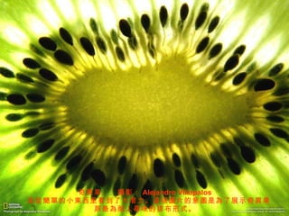 奇 異 果　　 攝 影： Alejandro Villapalos 　我 從簡單 的小 東 西里看到了大潜力。 這張圖 片的意 圖 是 為 了展示奇 異 果那最 為 耐人 尋 味的排布形式。 