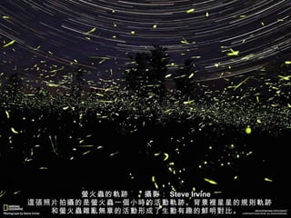 螢 火 蟲 的 軌跡 　　 攝 影： Steve Irvine 　 這張 照片拍 攝 的是 螢 火 蟲 一 個 小 時 的活 動軌跡 。背景 裡 星星的 規則軌跡 和 螢 火 蟲雜亂無 章的活 動 形成了生 動 有趣的 鮮 明 對 比。 