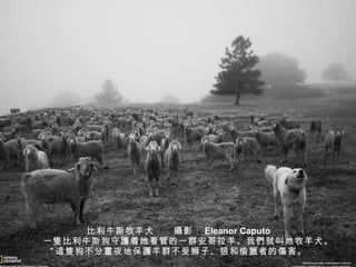 比利牛斯牧羊犬　　 攝 影： Eleanor Caputo 　　一 隻 比利牛斯狗守 護 着她看管的一群安哥拉羊。我 們 就叫她牧羊犬。” 這隻 狗不分 晝 夜地保 護 羊群不受狮子、狼和偷 獵 者的 傷 害。 