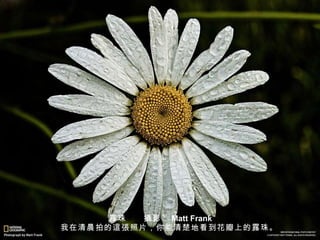 露珠　　 攝 影： Matt Frank 　　我在清晨拍的 這張 照片，你能清楚地看到花瓣上的露珠。 