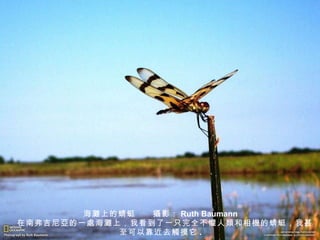 海 灘 上的蜻蜓　　 攝 影： Ruth Baumann 　在南弗吉尼 亞 的一 處 海 灘 上，我看到了一只完全不 懼 人 類 和相 機 的蜻蜓，我甚至可以靠近去 觸 摸它 . 