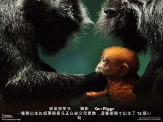 銀葉 猴婴 兒 　　 攝 影： Xen Riggs 　一 隻剛 出生的 銀葉 猴婴 兒 正在被父母 愛撫 ， 這隻 婴猴才出生了 12 個 小 時 ， 