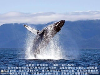 座 頭 鲸，阿拉斯加　　 攝 影： Coy Aune 　　在阿拉斯加州巴拉 諾 夫 島 附近的占丹海峡， 這隻 座 頭 鲸正在 擊 浪。座 頭 鲸重量可 達 50 噸 ， 長 度可 達 50 英 呎 ， 擁 有 無與倫比 的美感和力量。 這 些海洋怪 獸 很快 會開 始冬季 遷 徙，前往夏威夷温暖的海 區 ， 這 趟旅程 將 持 續 6-8 週 。 