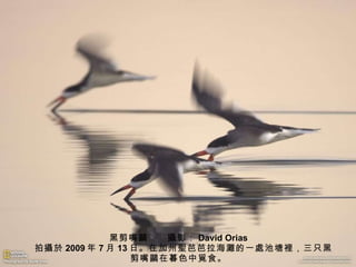 黑剪嘴 鷗 　　 攝 影： David Orias 　拍 攝於 2009 年 7 月 13 日。在加州 聖 芭芭拉海 灘 的一 處 池塘 裡 ，三只黑剪嘴 鷗 在暮色中 覓 食。 