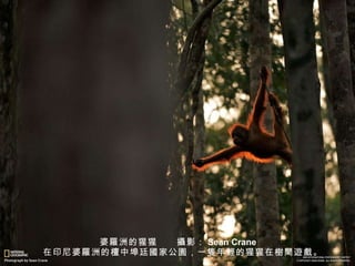 婆 羅 洲的猩猩　　 攝 影： Sean Crane 　在印尼婆 羅 洲的檀中埠廷 國 家公 園 ，一 隻 年 輕 的猩猩在 樹間遊戲 。 