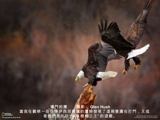 搏鬥 的鹰　　 攝 影： Glen Hush 　　 當 我在 觀 察一些在博伊西河捕 獵 的 鷹時發現 了 這兩隻鷹 在打 鬥 ，又或者他 們 是在玩“ 爭奪樹樁 之王”的 遊戲 。 
