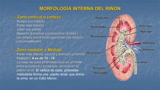Sistema Renal | PPT