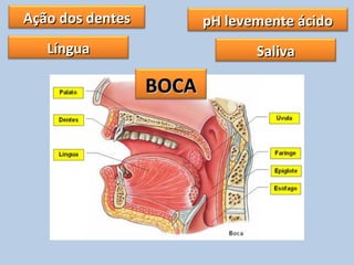 Ação dos dentesAção dos dentes
LínguaLíngua SalivaSaliva
pH levemente ácidopH levemente ácido
BOCABOCA
 