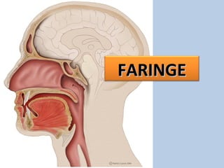 FARINGEFARINGE
 