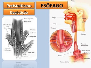 PeristaltismoPeristaltismo ESÔFAGOESÔFAGO
DeglutiçãoDeglutição
 