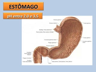 ESTÔMAGOESTÔMAGO
pH entre 2,0 e 3,5pH entre 2,0 e 3,5
 