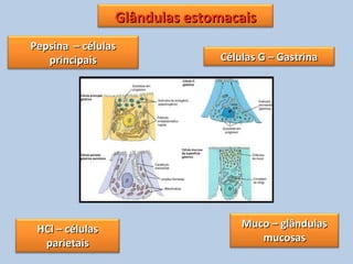 Glândulas estomacaisGlândulas estomacais
HCl – célulasHCl – células
parietaisparietais
Muco – glândulasMuco – glândulas
mucosasmucosas
Células G – GastrinaCélulas G – Gastrina
Pepsina – célulasPepsina – células
principaisprincipais
 