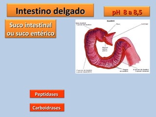 Intestino delgadoIntestino delgado
Suco intestinalSuco intestinal
ou suco entéricoou suco entérico
PeptidasesPeptidases
CarboidrasesCarboidrases
pH 8 a 8,5pH 8 a 8,5
 