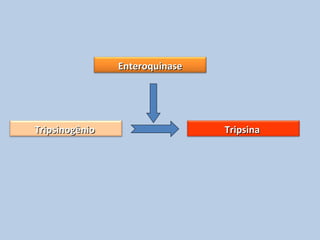 EnteroquinaseEnteroquinase
TripsinogênioTripsinogênio TripsinaTripsina
 