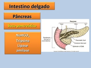 Intestino delgadoIntestino delgado
PâncreasPâncreas
Suco pancreáticoSuco pancreático
NaHCONaHCO33
TripsinaTripsina
LipaseLipase
amilaseamilase
 