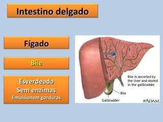 Intestino delgadoIntestino delgado
FígadoFígado
BileBile
EsverdeadaEsverdeada
Sem enzimasSem enzimas
Emulsionam gordurasEmulsionam gorduras
 