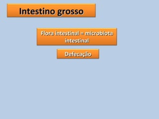 Intestino grossoIntestino grosso
Flora intestinal = microbiotaFlora intestinal = microbiota
intestinalintestinal
DefecaçãoDefecação
 